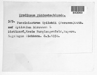 Pucciniastrum epilobii image